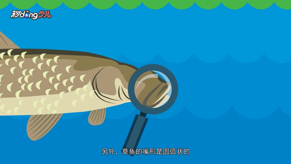 教你一眼区分青鱼和草鱼