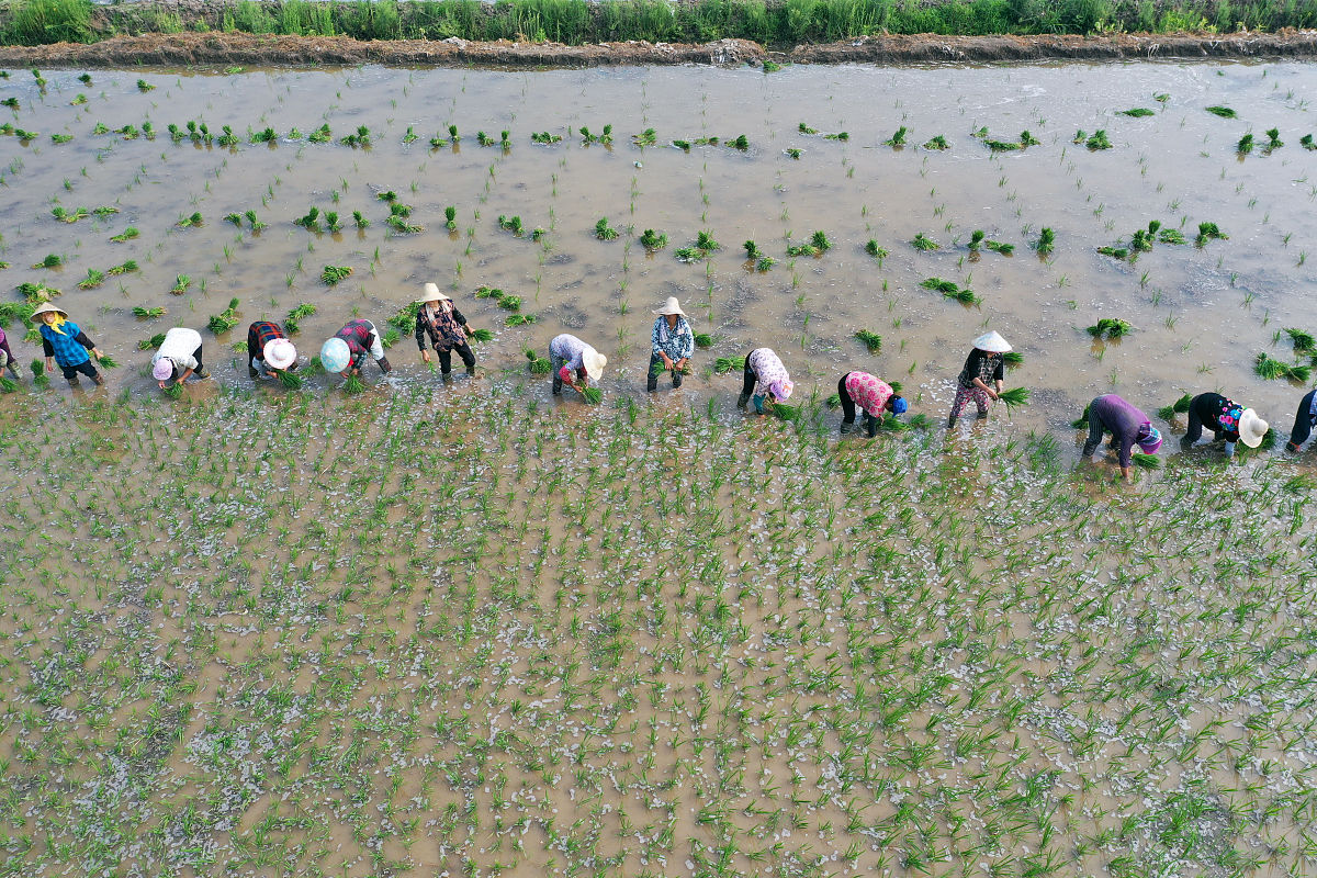 明天就是大暑了2020年大暑在中伏前后是一年中最热的时期。这个时候也是农作物生长速度最快的时期同时很多地区的旱、涝、风灾等各种气象灾害也最为频繁。对于农户们来说大暑的农事管理是非常关键的下面就来为大家介绍一下大暑前后农事管理指南。 帮我优化为二十字的文字