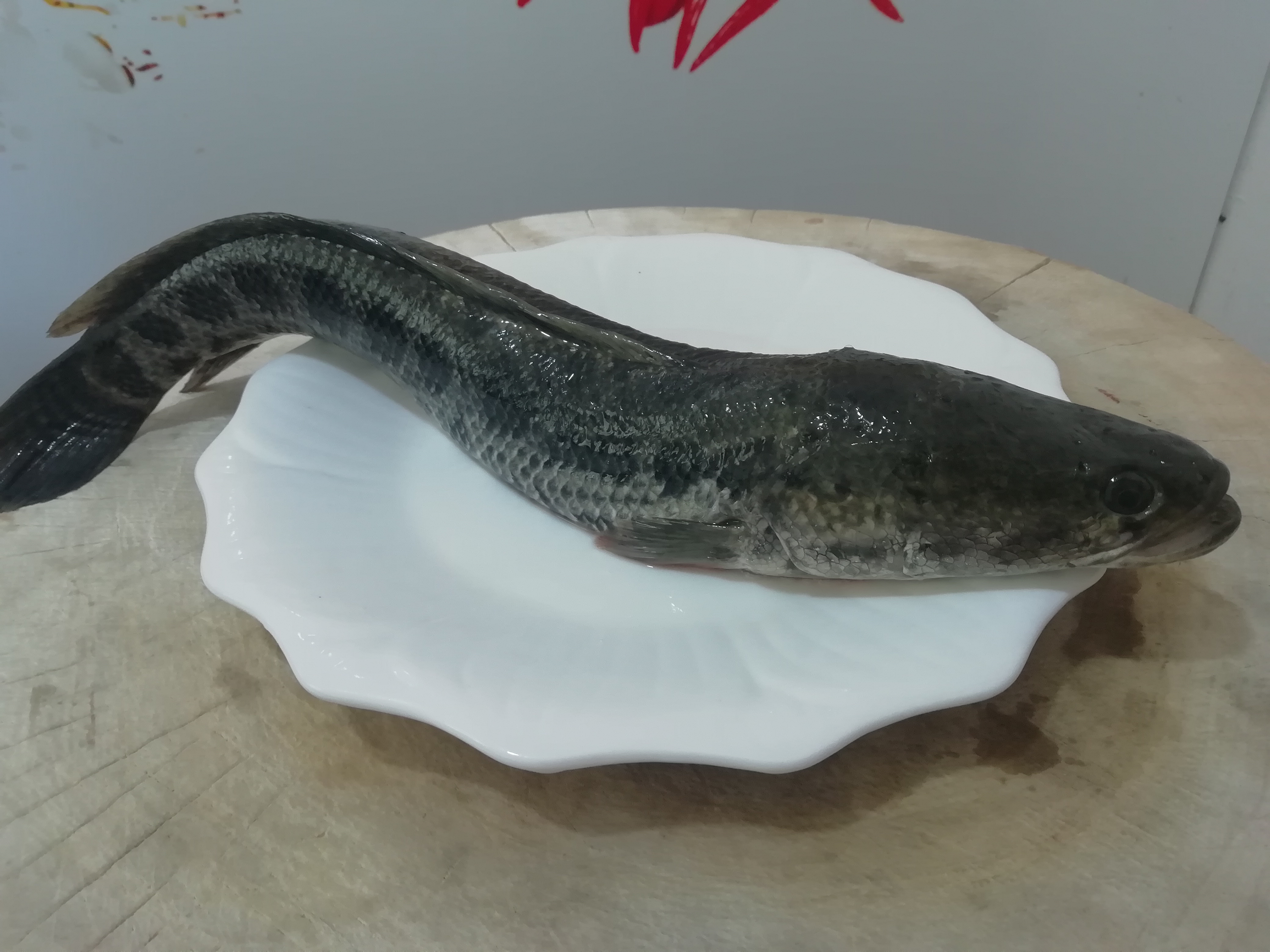 黑鱼这样做太好吃了,不红烧不清蒸,比酸菜鱼好吃,做法很简单