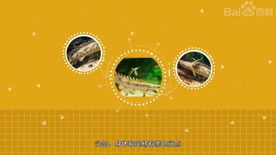 虎纹恐龙王鱼