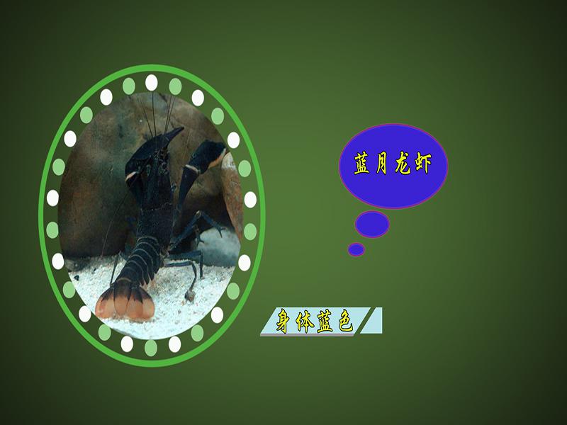 原来蓝月龙虾长这样