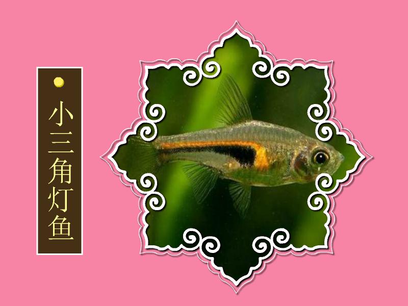 原来小三角灯鱼长这样