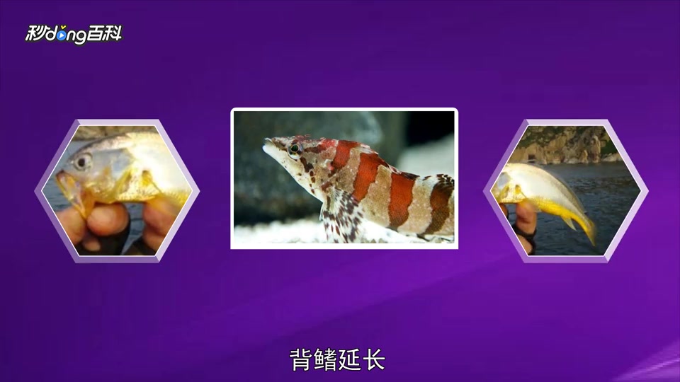 原来六线鱼科长这样