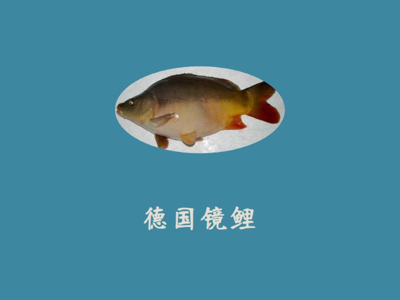 德国镜鲤:从原西德引进的品种