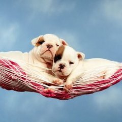 宠物萌滴滴