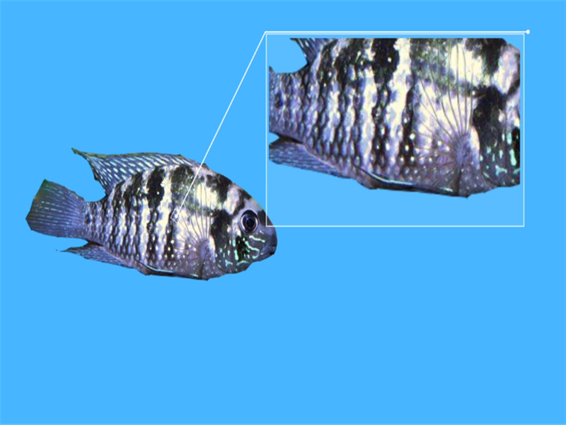 蓝星鱼:不宜与好动的鱼类混养