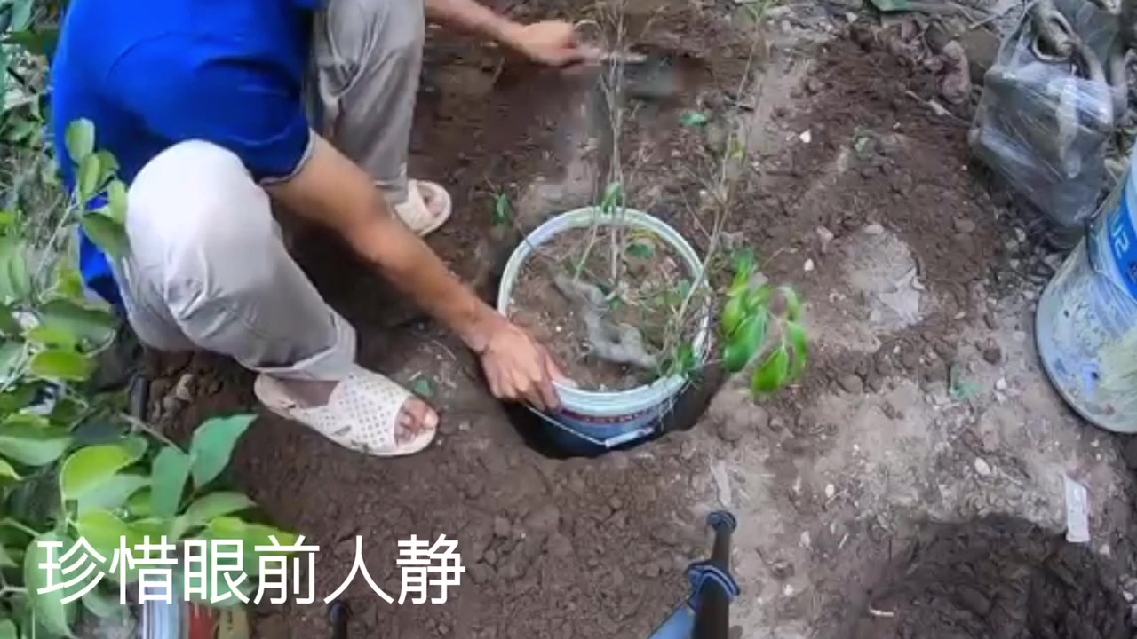榕树盆景制作,师傅用心调配土壤,这种栽培的方式还真是特别