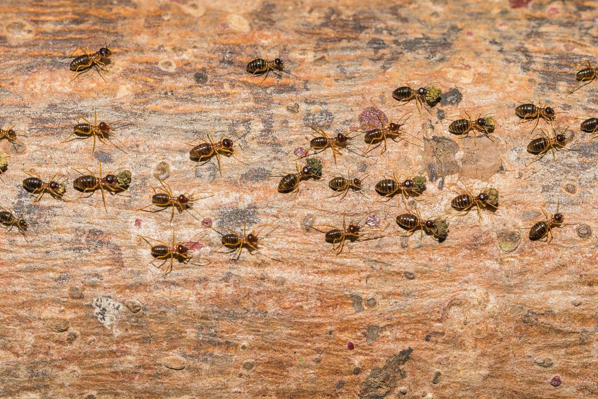 ants are traveling transport food back to the nest.