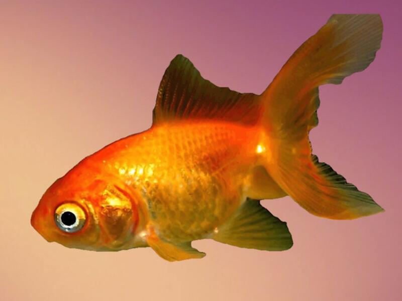 大刺鲍:形态 体高而侧扁,在背鳍前较隆起,腹部圆,尾柄粗短