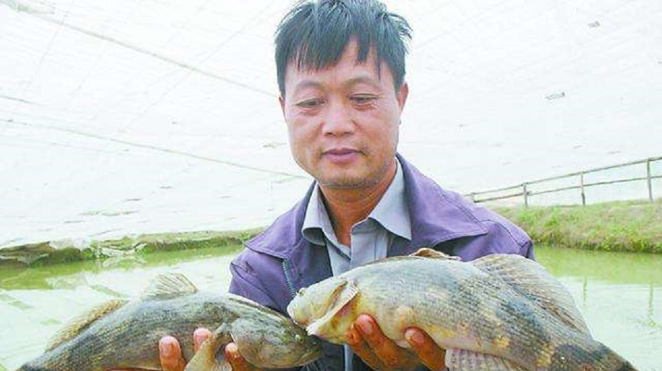 这鱼一直被认错,实际是入侵物种,因为肉质鲜美,一斤卖到60元