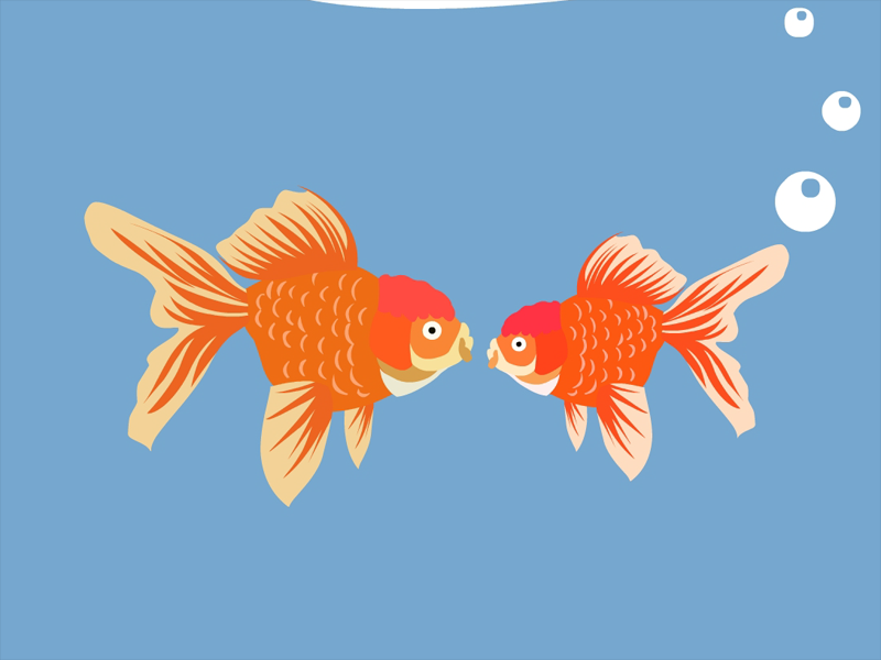 金鱼如何分辨雌雄