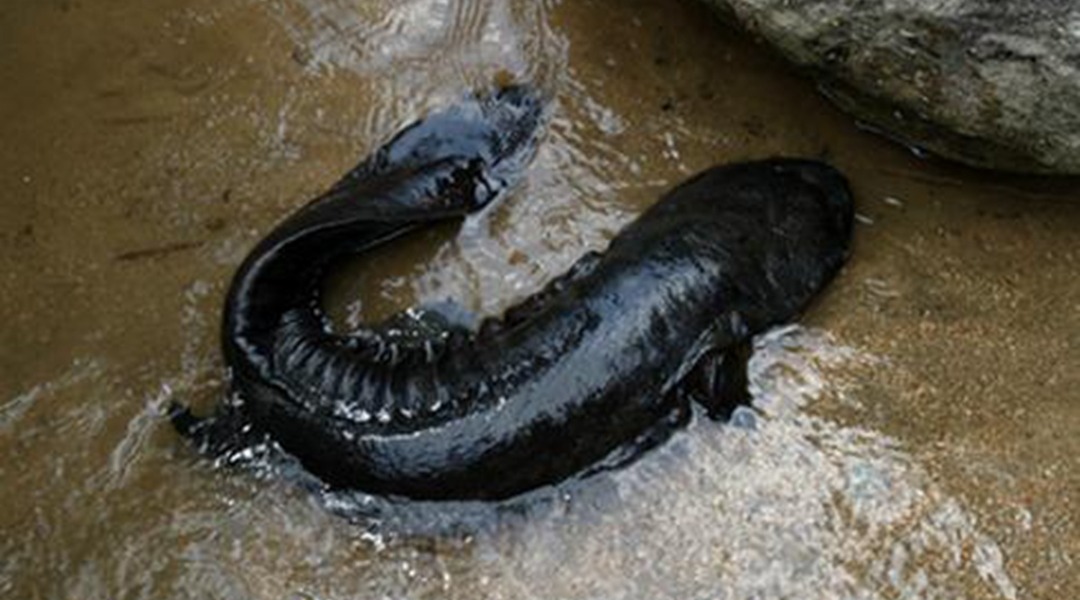 深山洞穴开发时,暗河旁发现一条巨型娃娃鱼!网友:难得一见!