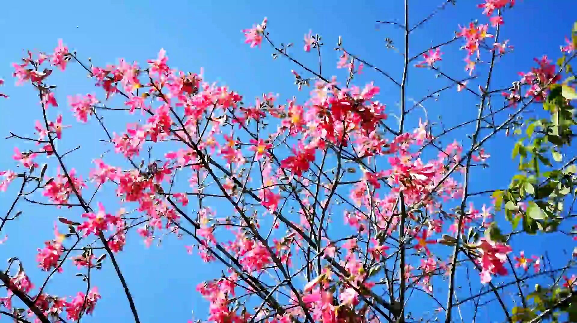 [图]临水照花,粉艳的美丽异木棉