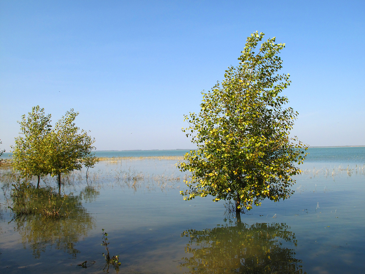2013年10月04日,吉林白城:向海美景***_***吉林省白城市通榆县向海国