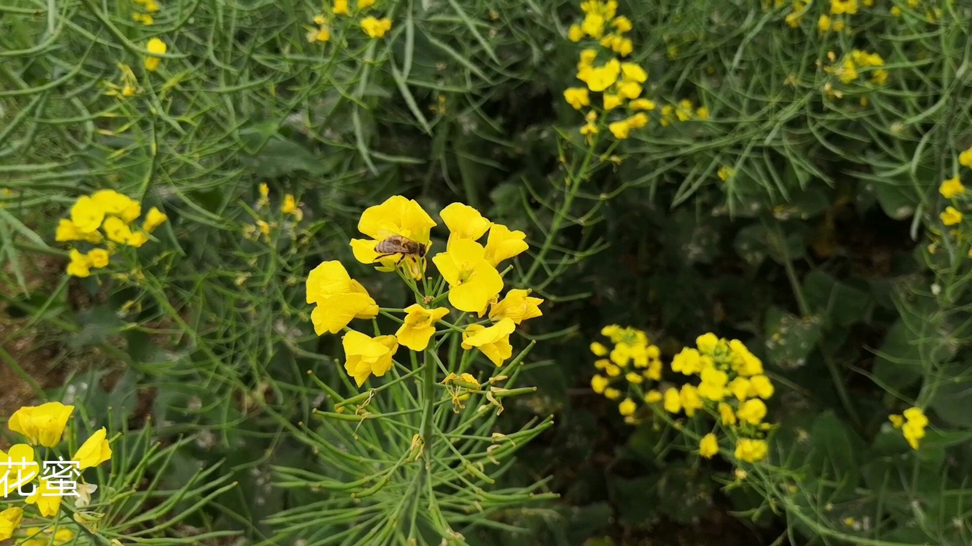 油菜花凋落,长出很多菜籽,你家油菜籽有长得那么好吗?