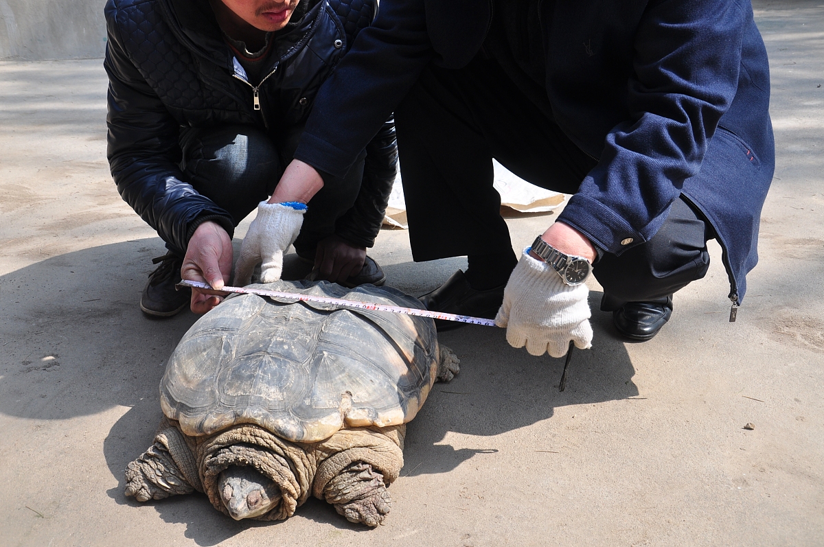 2015年3月27日,河南郑州,***_***野生动物救护站工作人员对这只大鳄龟