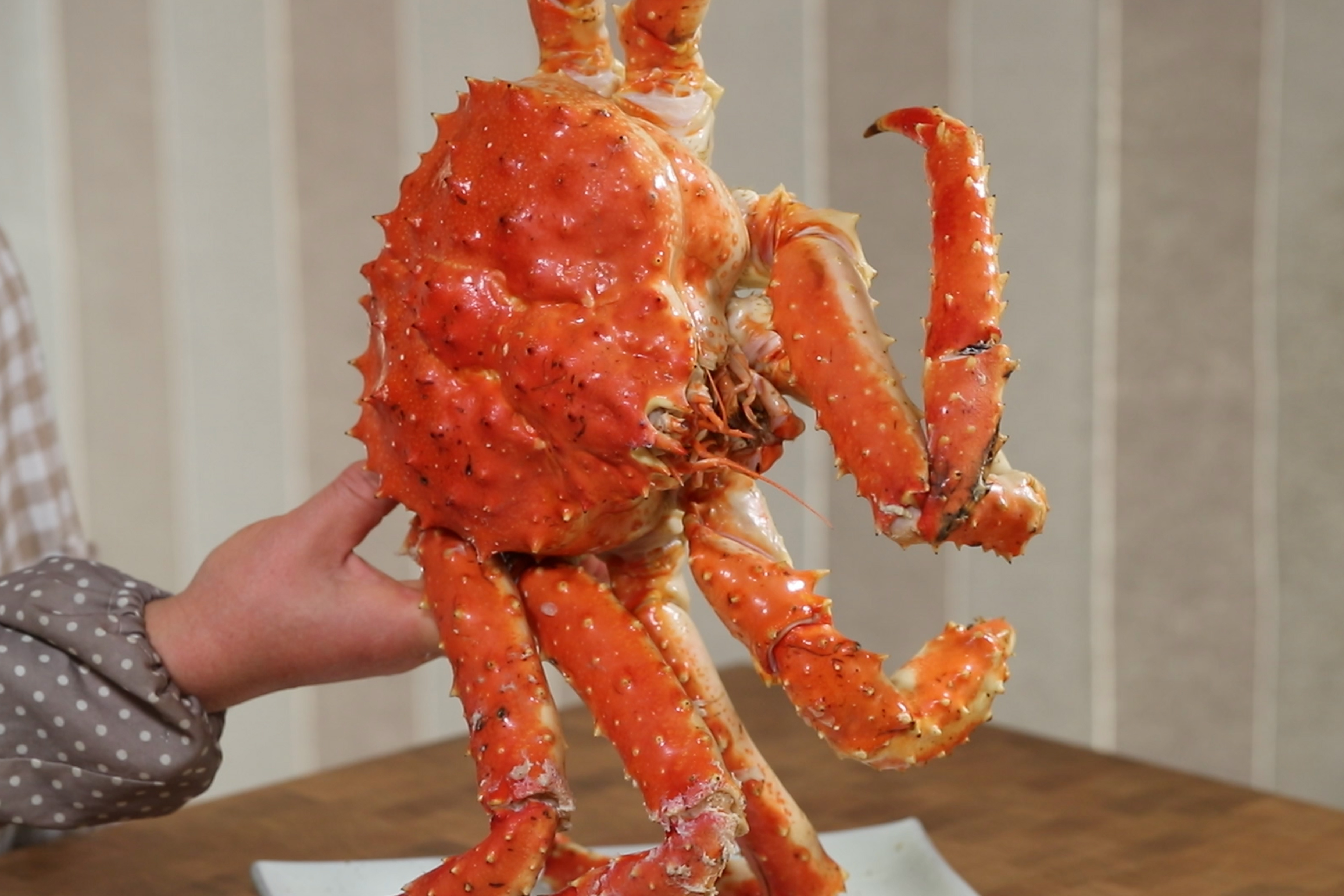 看一下大帝王蟹怎么把它蒸熟,很肥肉很多