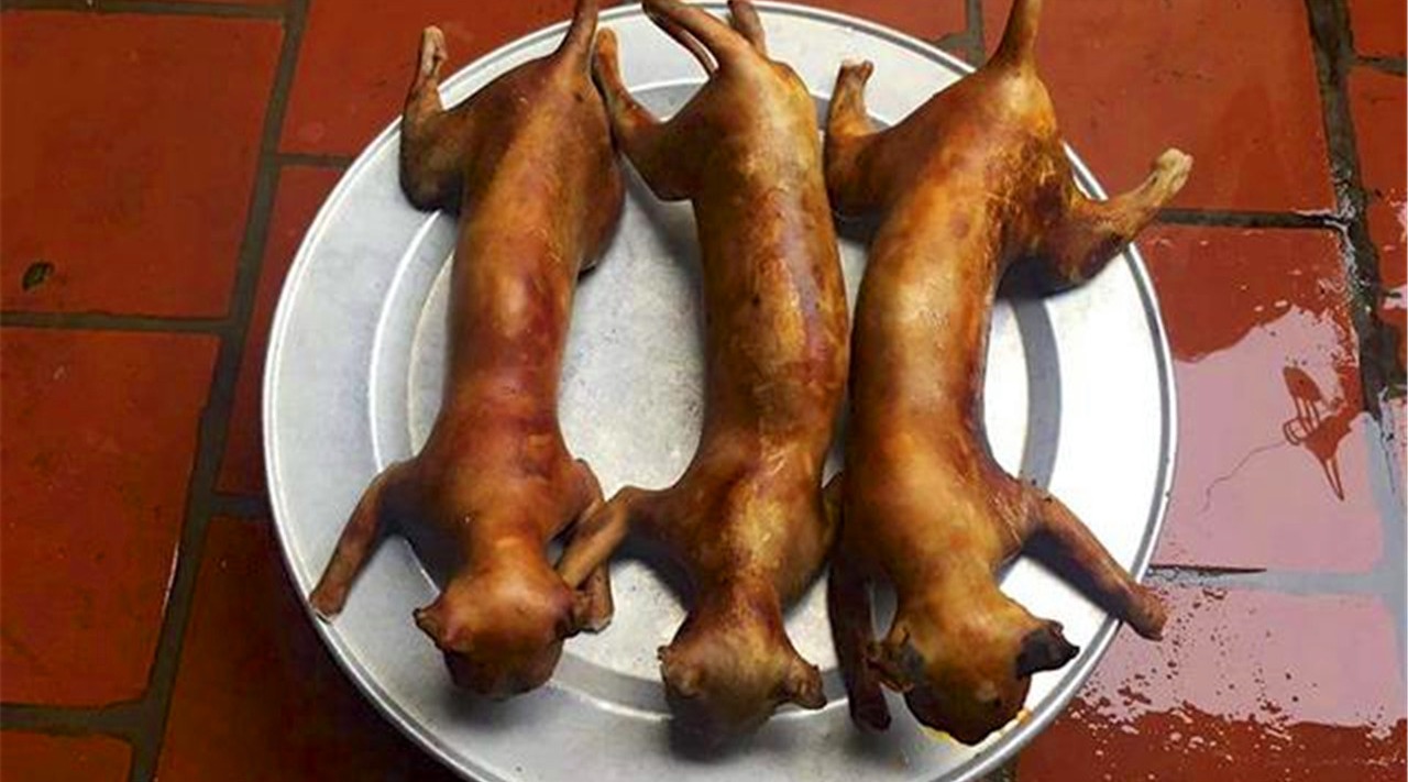 为什么在每个农历月的初一,越南人都会吃猫肉呢?