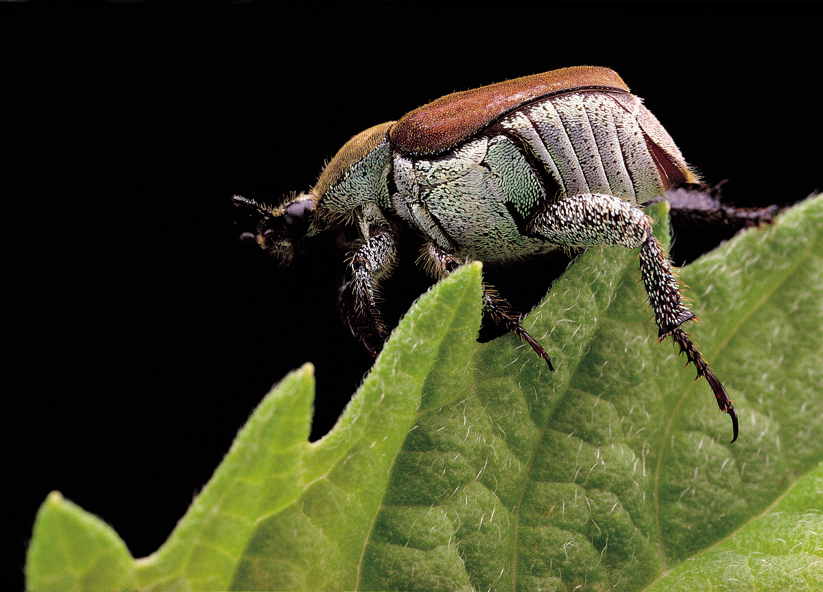 one animal,black background,beetle,female animal,color image,sca