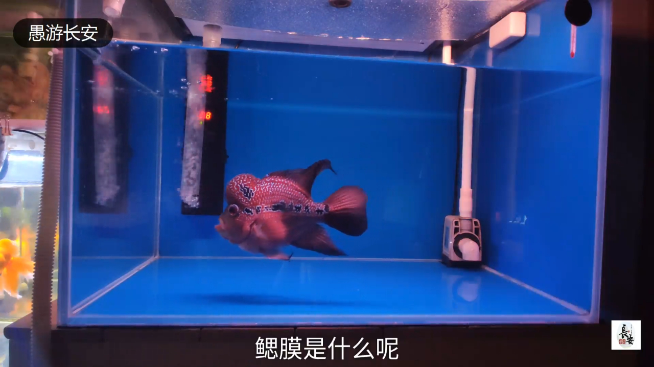 罗汉,鹦鹉翻腮怎么办?一点经验与操作分享,自己在家做医生