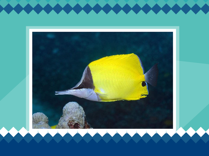 原来长吻蝴蝶鱼长这样