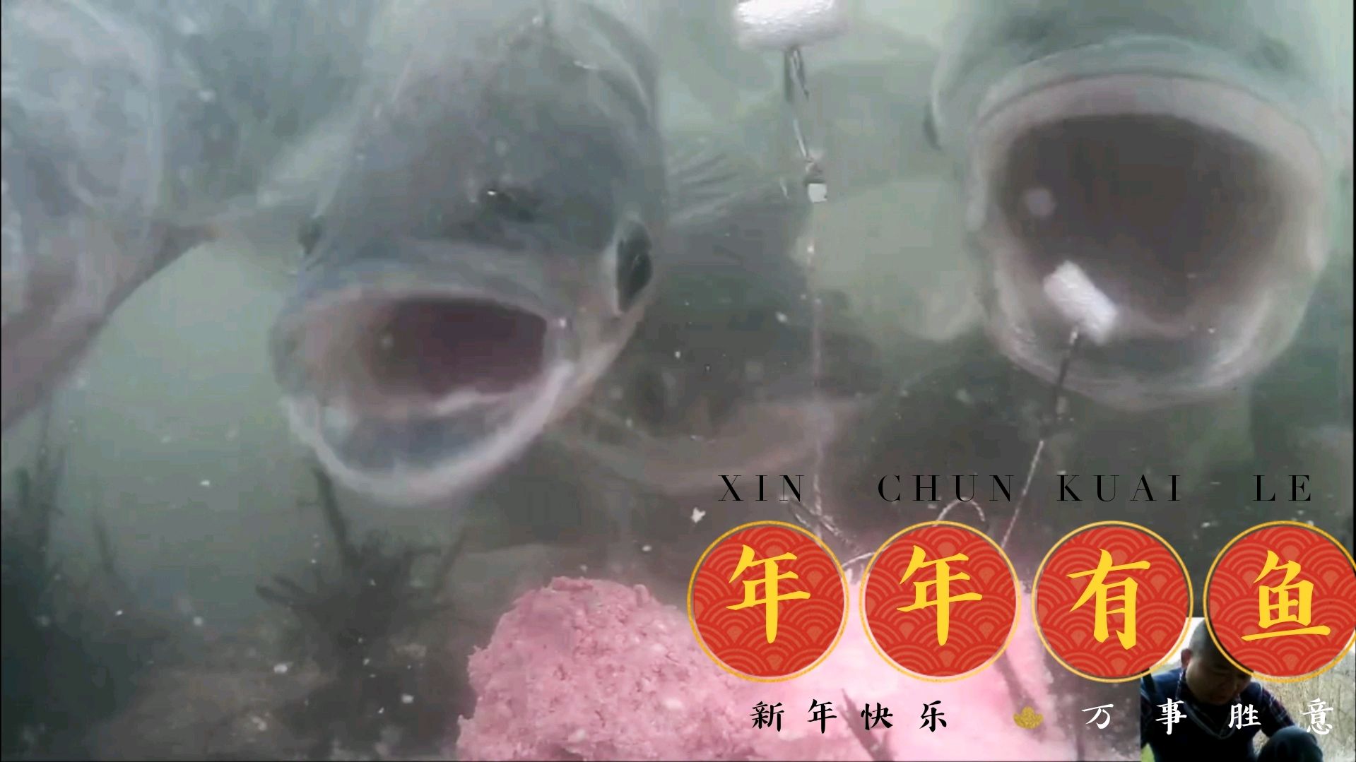 水底高清呈现,双钩底钓鲢鳙中鱼全过程,堪比枪战大片,大呼刺激