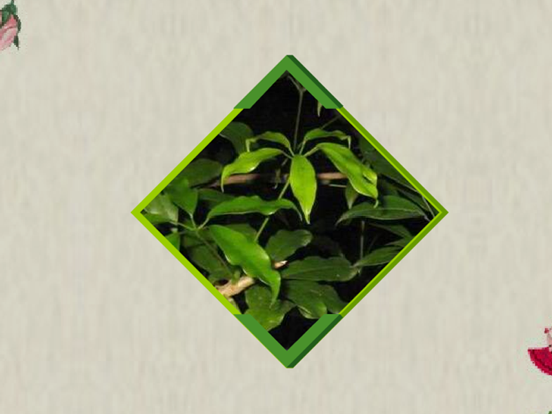 原来白花鹅掌菜长这样
