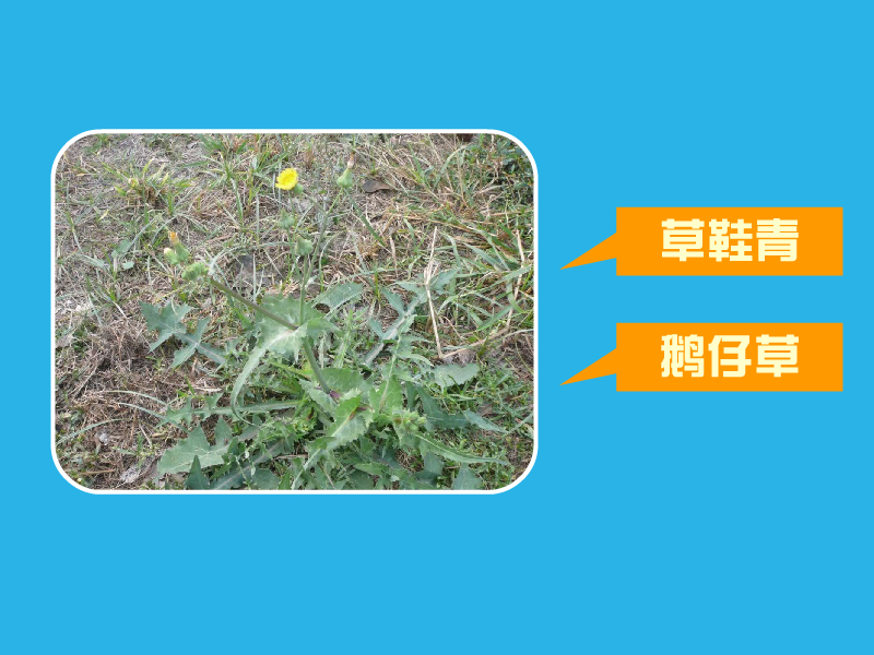 草鞋青:草鞋青,又叫鹅仔草