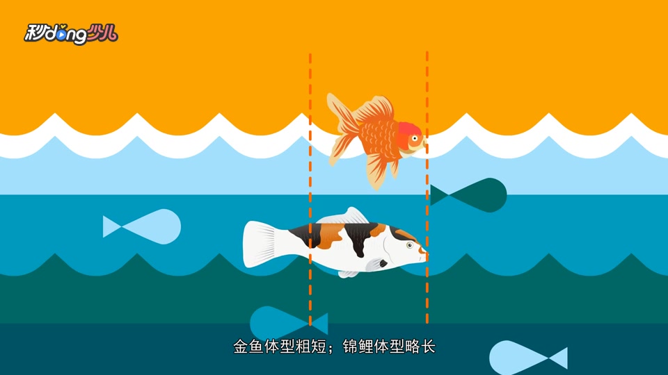 金鱼与锦鲤的区别