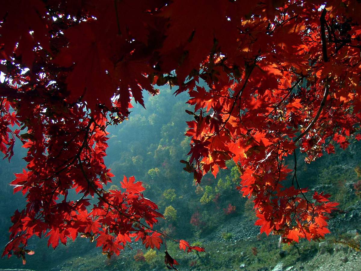 2004年10月2日,辽宁本溪,秋天的枫叶.+++_+++枫叶,树叶,秋景