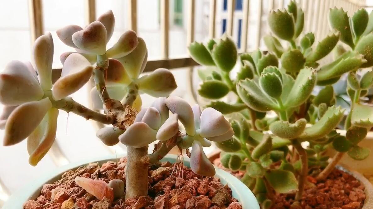 多肉植物,前期种植容易被忽视的问题,新手入坑养不好有原因
