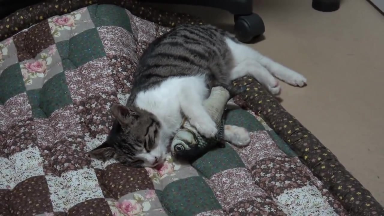 高冷的小猫咪抱着自己的“小鱼干”不撒手,样子好萌啊