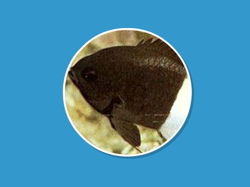 原来双色光鳃鱼长这样