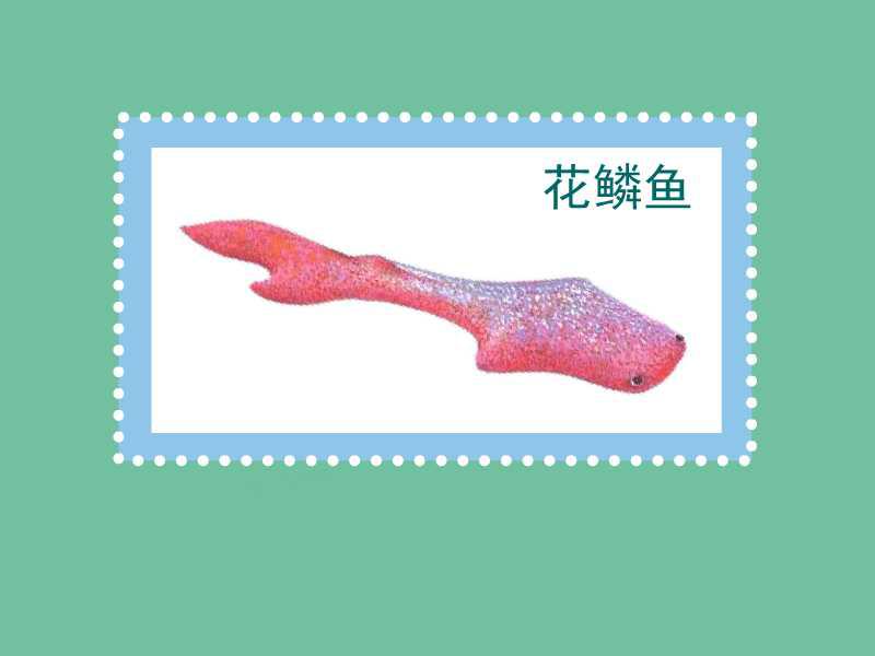「秒懂百科」原来花鳞鱼长这样