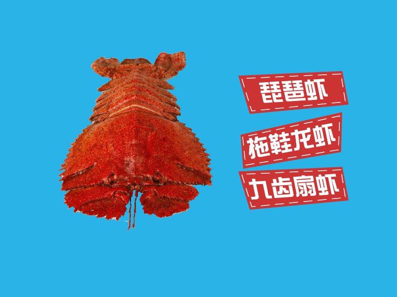 虾姑排:东海、南海及台湾附近的海域