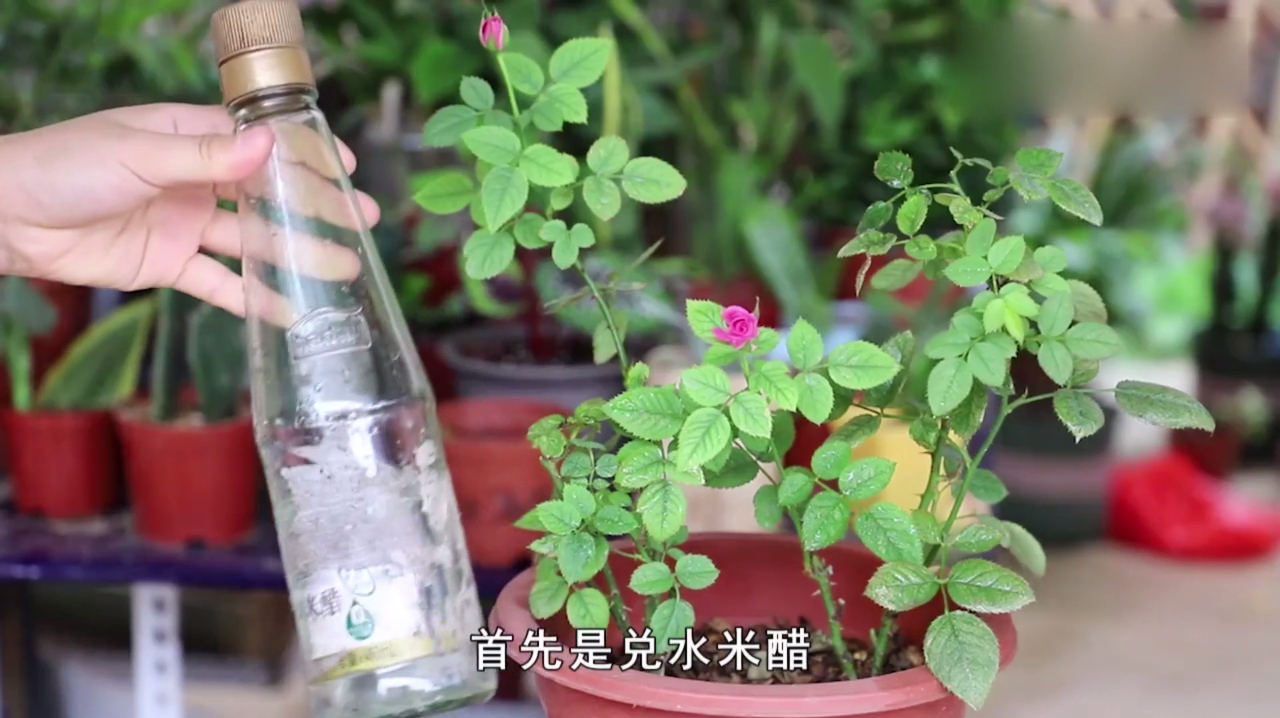 这种“生根剂”家家有,1分钟制成,月季枝条泡一泡,更快长新根