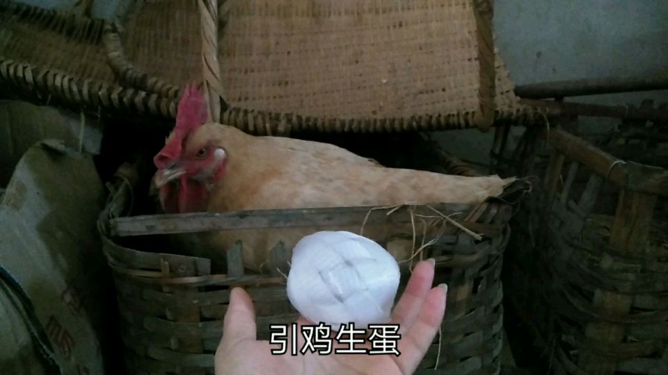 农村母鸡下蛋前要放引蛋,把鸡蛋换成大假蛋,结局你猜到了吗?