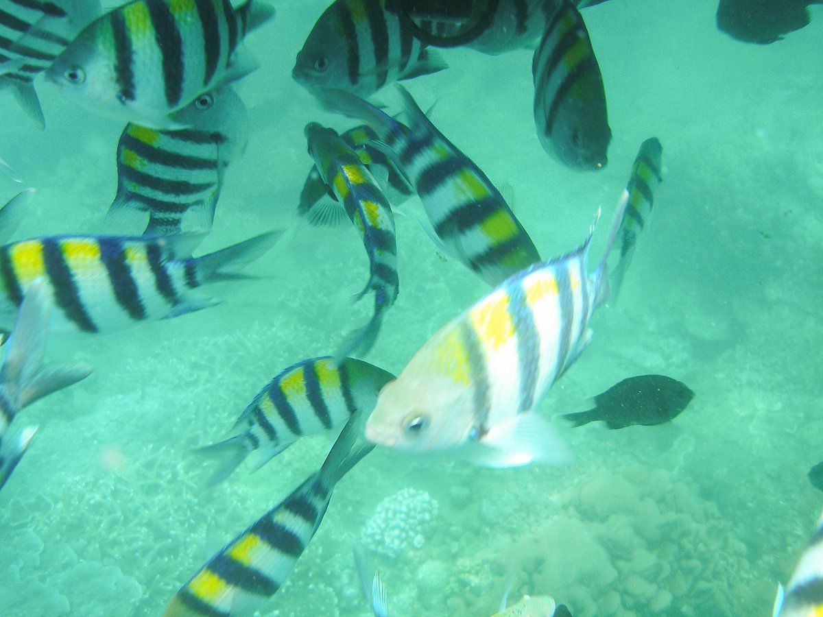 厦门海洋职业技术学院五年制大专有药剂专业吗？