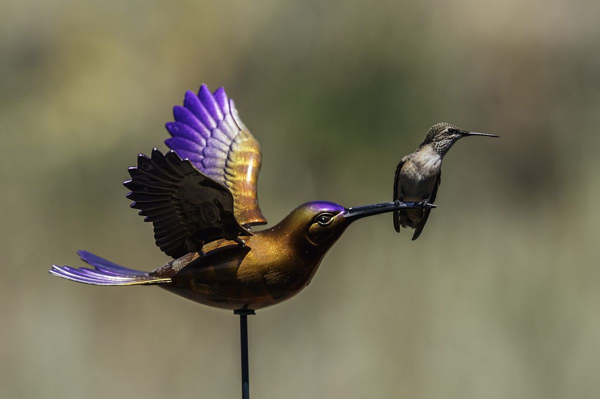 '北黑'是什么？ - 解释和相关信息