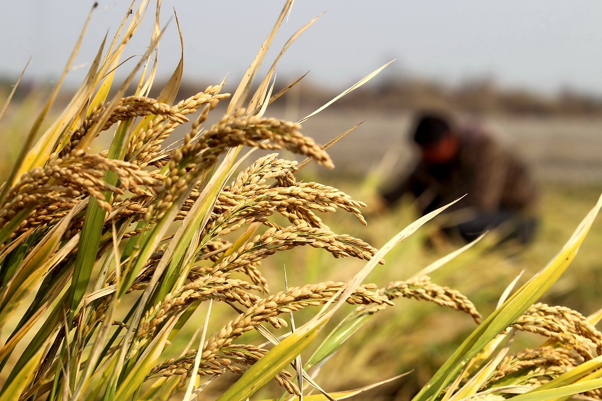 CAHIERS AGRICULTURES 期刊研究范围：农业经济、生产、农村发展等领域