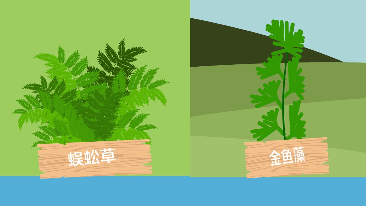 「秒懂少儿」蜈蚣草和金鱼藻的区别?