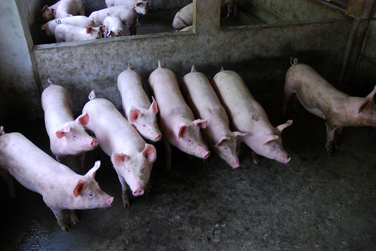 阐述生猪全产业链发展