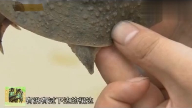 专家教你怎么分鳖的公母,真长见识