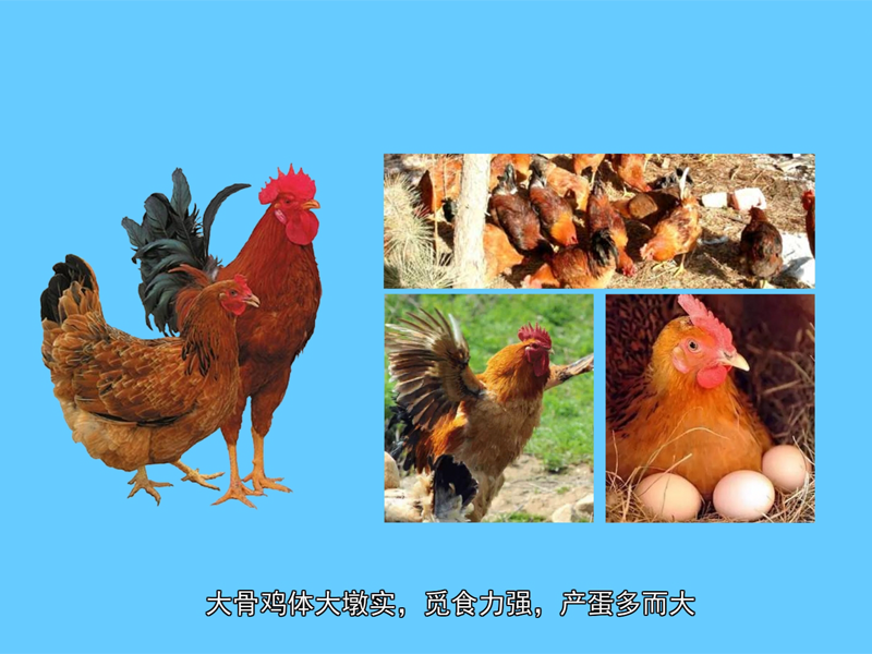 大骨鸡:大骨鸡是以蛋大为突出特点的兼用型地方鸡种