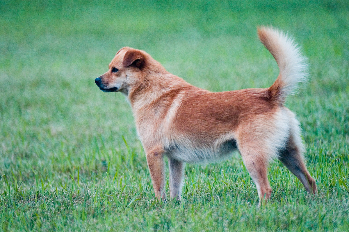中华田园犬智力相当于多大的孩子