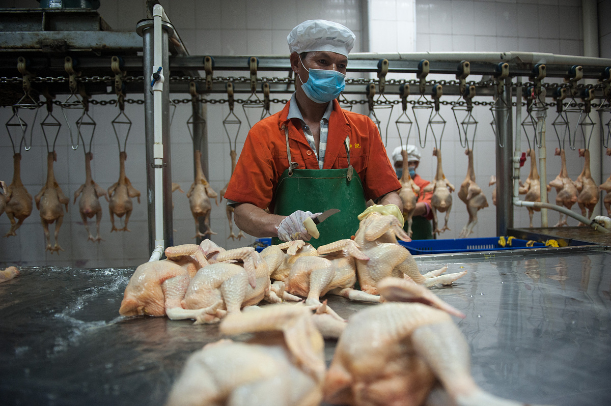 关于鸡的来源：已购买，非非法捕杀