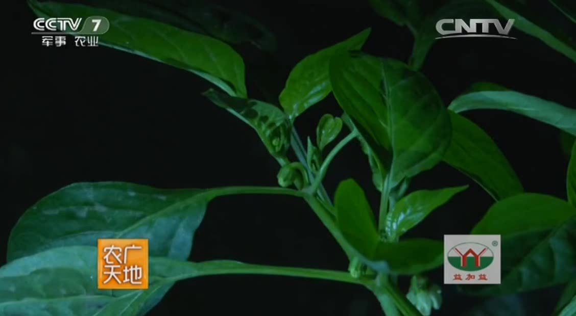 农广天地:大棚种植辣椒,温度对于辣椒影响大,夜晚的温度很重要