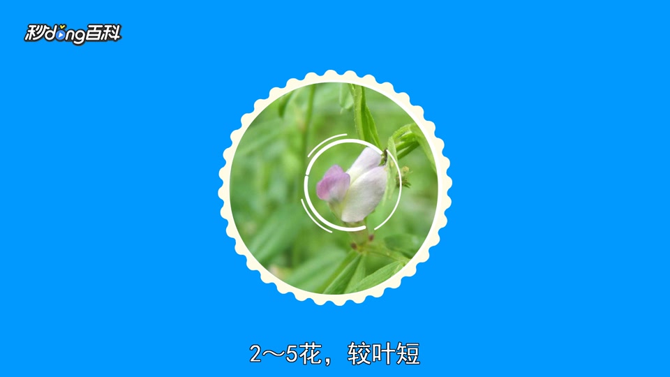 原来苕菜长这样