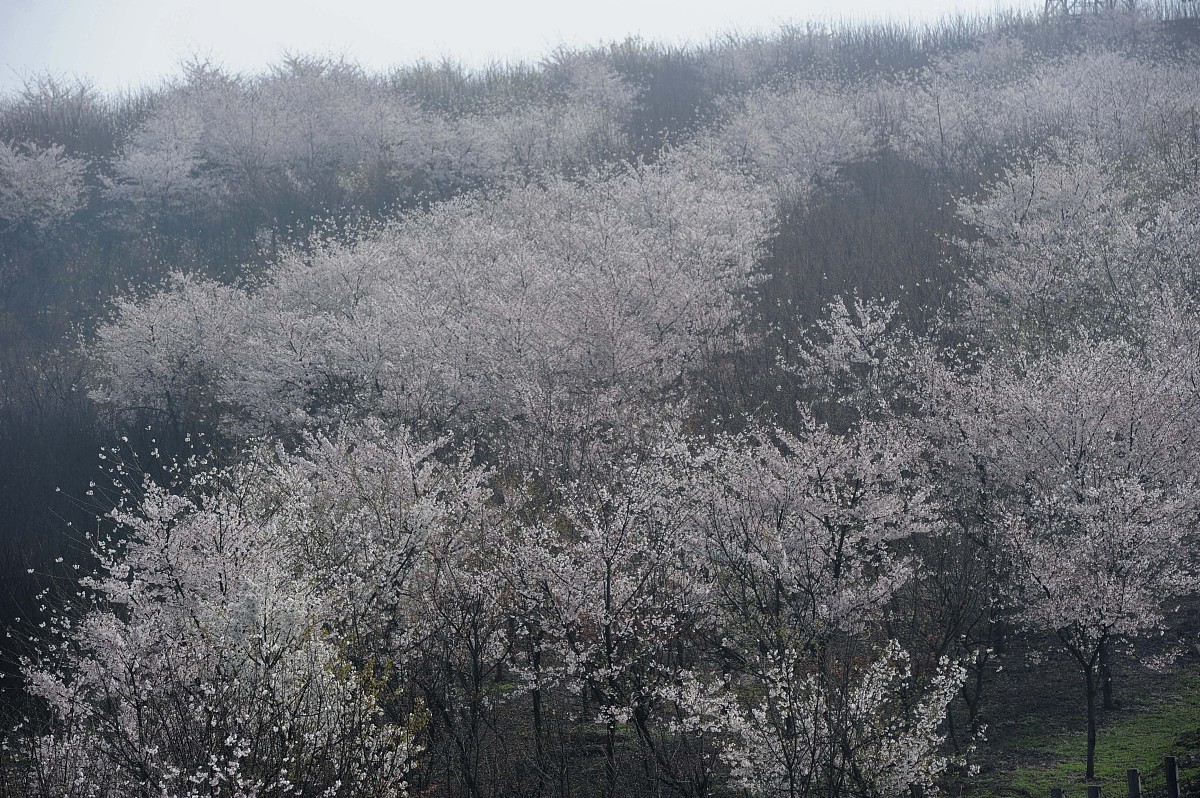 乡镇农业办公务员年度目标任务书：助力乡村振兴，促进农业发展