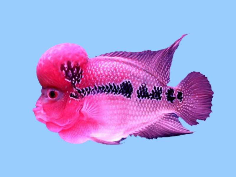 花罗汉鱼:具有有很强的打斗性和领域性